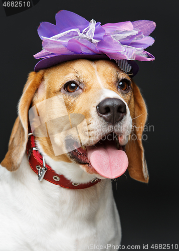 Image of beautiful beagle dog in pink hat