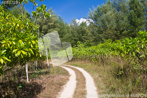 Image of Mangrove in Thailand