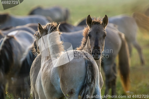 Image of Wild horses grazing in the meadow on foggy summer morning.