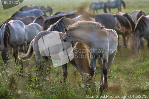 Image of Wild horses grazing in the meadow on foggy summer morning.