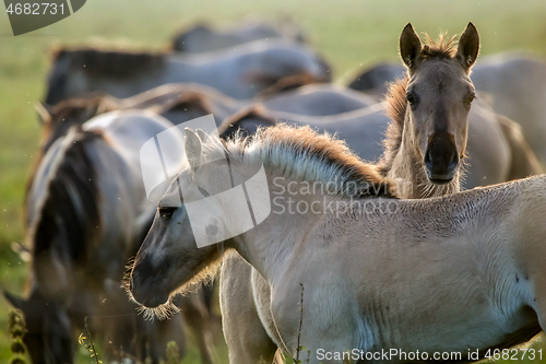 Image of Wild horses grazing in the meadow on foggy summer morning.