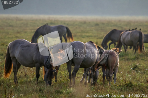 Image of Wild horses grazing in the meadow on foggy summer morning.