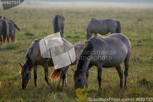 Image of Wild horses grazing in the meadow on foggy summer morning.