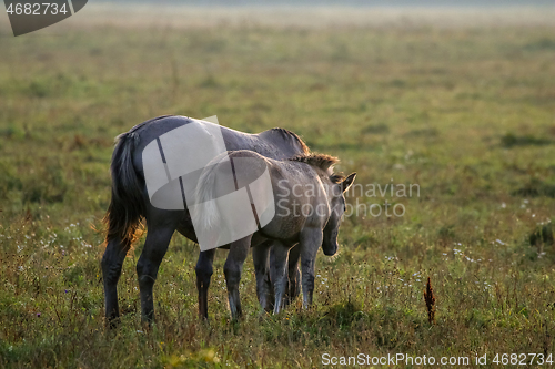 Image of Wild horses grazing in the meadow on foggy summer morning.