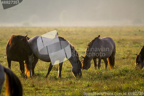 Image of Wild horses grazing in the meadow on foggy summer morning.