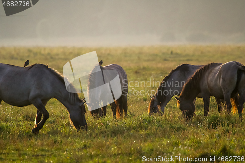 Image of Wild horses grazing in the meadow on foggy summer morning.