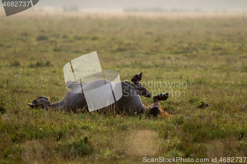 Image of Wild horse sleeping in the meadow on foggy summer morning.