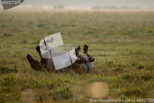 Image of Wild horse sleeping in the meadow on foggy summer morning.