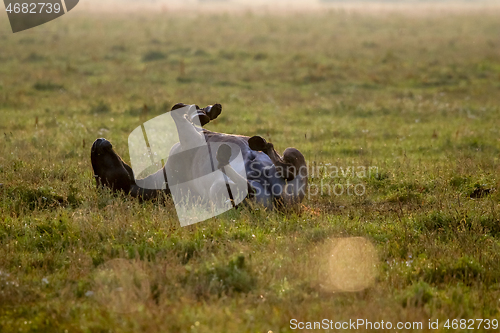 Image of Wild horse sleeping in the meadow on foggy summer morning.