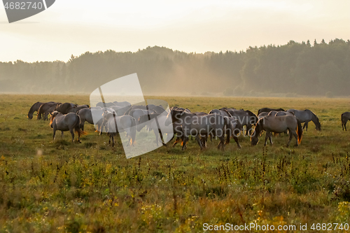 Image of Wild horses grazing in the meadow on foggy summer morning.