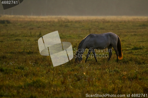 Image of Wild horse grazing in the meadow on foggy summer morning.