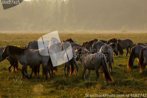 Image of Wild horses grazing in the meadow on foggy summer morning.