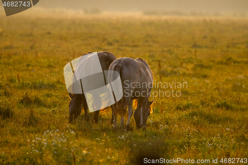 Image of Wild horses grazing in the meadow on foggy summer morning.