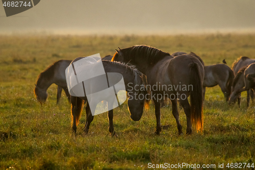 Image of Wild horses grazing in the meadow on foggy summer morning.