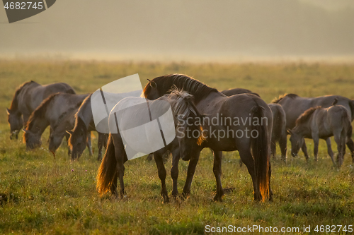 Image of Wild horses grazing in the meadow on foggy summer morning.