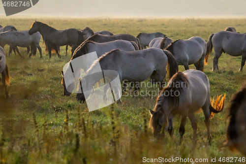 Image of Wild horses grazing in the meadow on foggy summer morning.