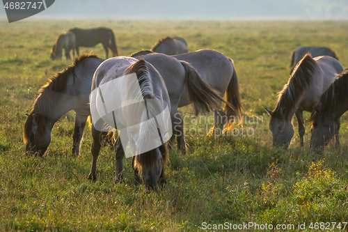 Image of Wild horses grazing in the meadow on foggy summer morning.