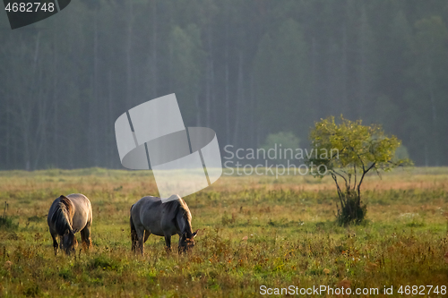 Image of Wild horses grazing in the meadow on foggy summer morning.