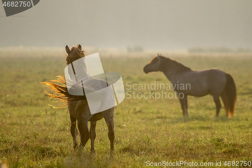 Image of Wild horses grazing in the meadow on foggy summer morning.