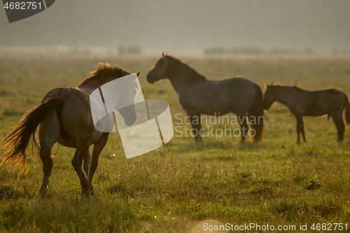 Image of Wild horses grazing in the meadow on foggy summer morning.