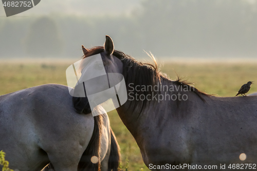 Image of Wild horses grazing in the meadow on foggy summer morning.