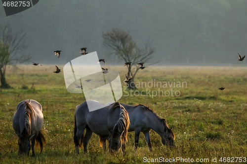 Image of Wild horses grazing in the meadow on foggy summer morning.