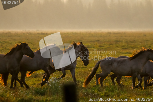 Image of Wild horses grazing in the meadow on foggy summer morning.