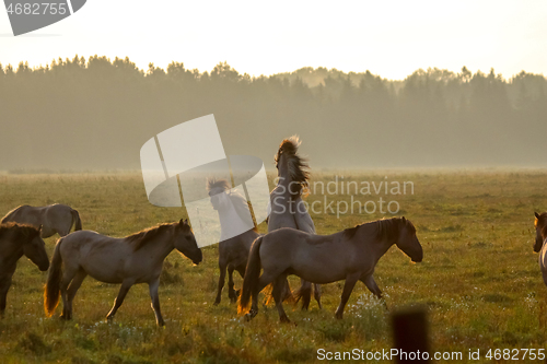 Image of Wild horses grazing in the meadow on foggy summer morning.