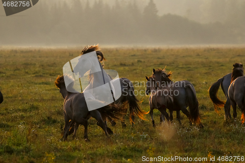 Image of Wild horses grazing in the meadow on foggy summer morning.