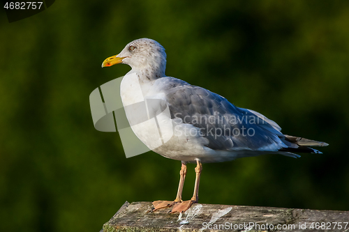 Image of Seagull standing against natural green background.