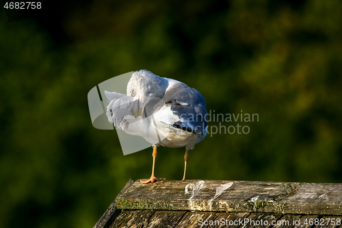 Image of Seagull clear wings against natural green background.