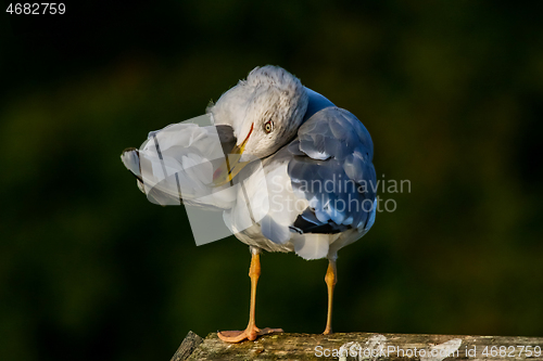 Image of Seagull clear wings against natural green background.