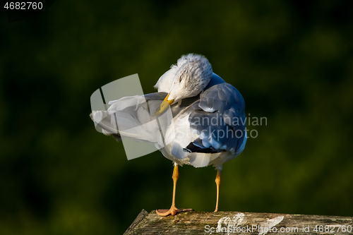 Image of Seagull clear wings against natural green background.