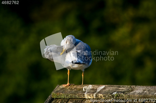 Image of Seagull clear wings against natural green background.