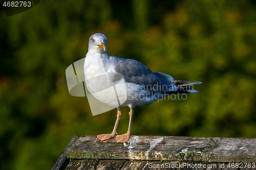 Image of Seagull standing against natural green background.