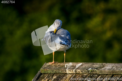 Image of Seagull clear wings against natural green background.