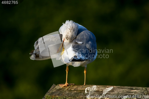 Image of Seagull clear wings against natural green background.