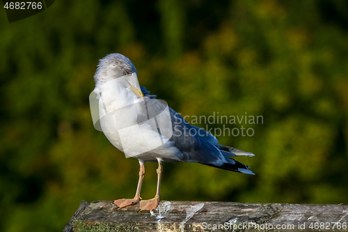 Image of Seagull clear wings against natural green background.