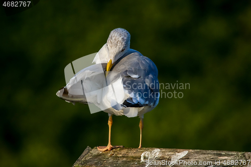 Image of Seagull clear wings against natural green background.