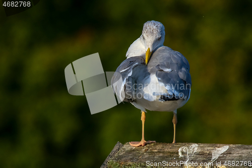 Image of Seagull clear wings against natural green background.