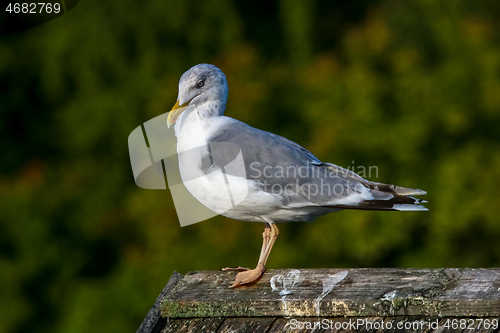 Image of Seagull standing against natural green background.