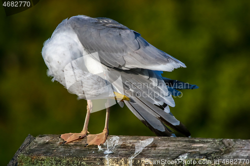 Image of Seagull clear wings against natural green background.