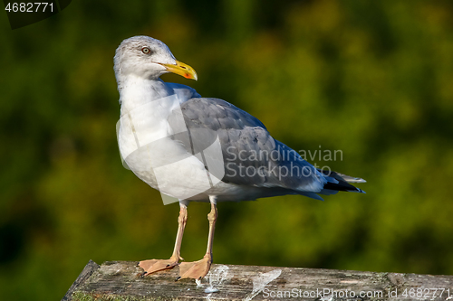 Image of Seagull standing against natural green background.