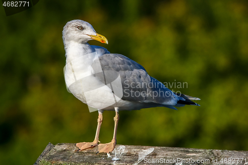 Image of Seagull standing against natural green background.