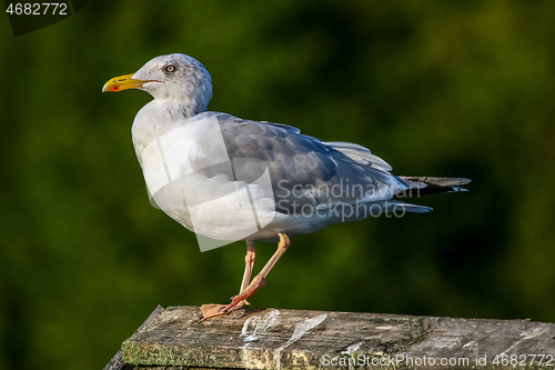 Image of Seagull standing against natural green background.