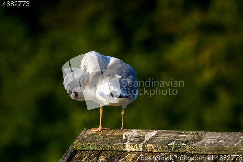 Image of Seagull clear wings against natural green background.
