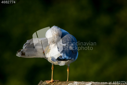 Image of Seagull clear wings against natural green background.