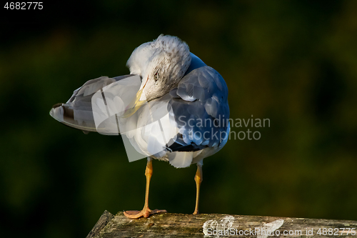 Image of Seagull clear wings against natural green background.