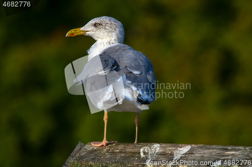 Image of Seagull standing against natural green background.