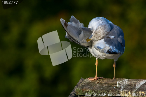 Image of Seagull clear wings against natural green background.